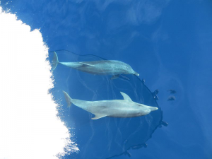 Dolphins-Split-Sea-Tours-DeLuxe-Blue-cave-Tour-from-Split